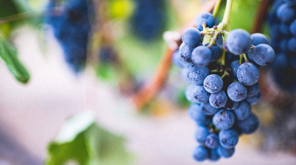 Waddesdon Wine Club: Akarua