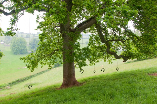 The Tree Listening Project