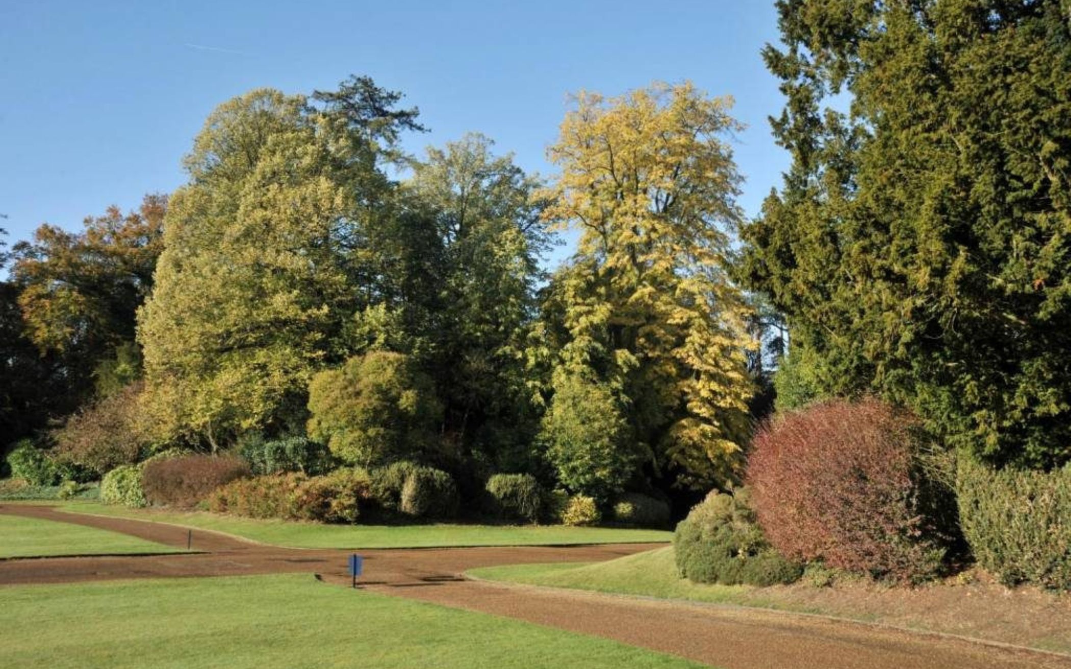 The Tree Listening Project