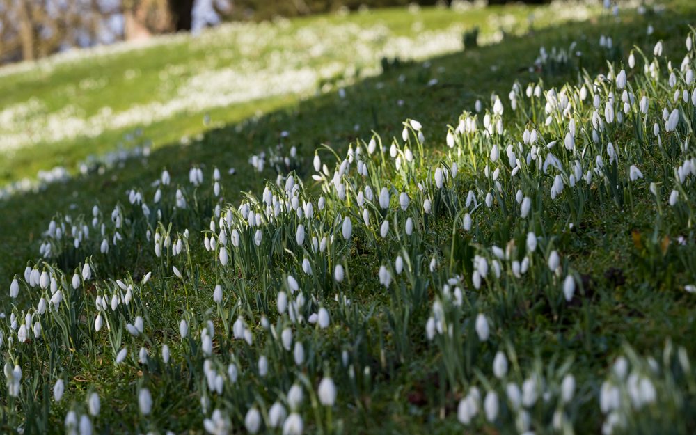 Snowdrops: did you know?