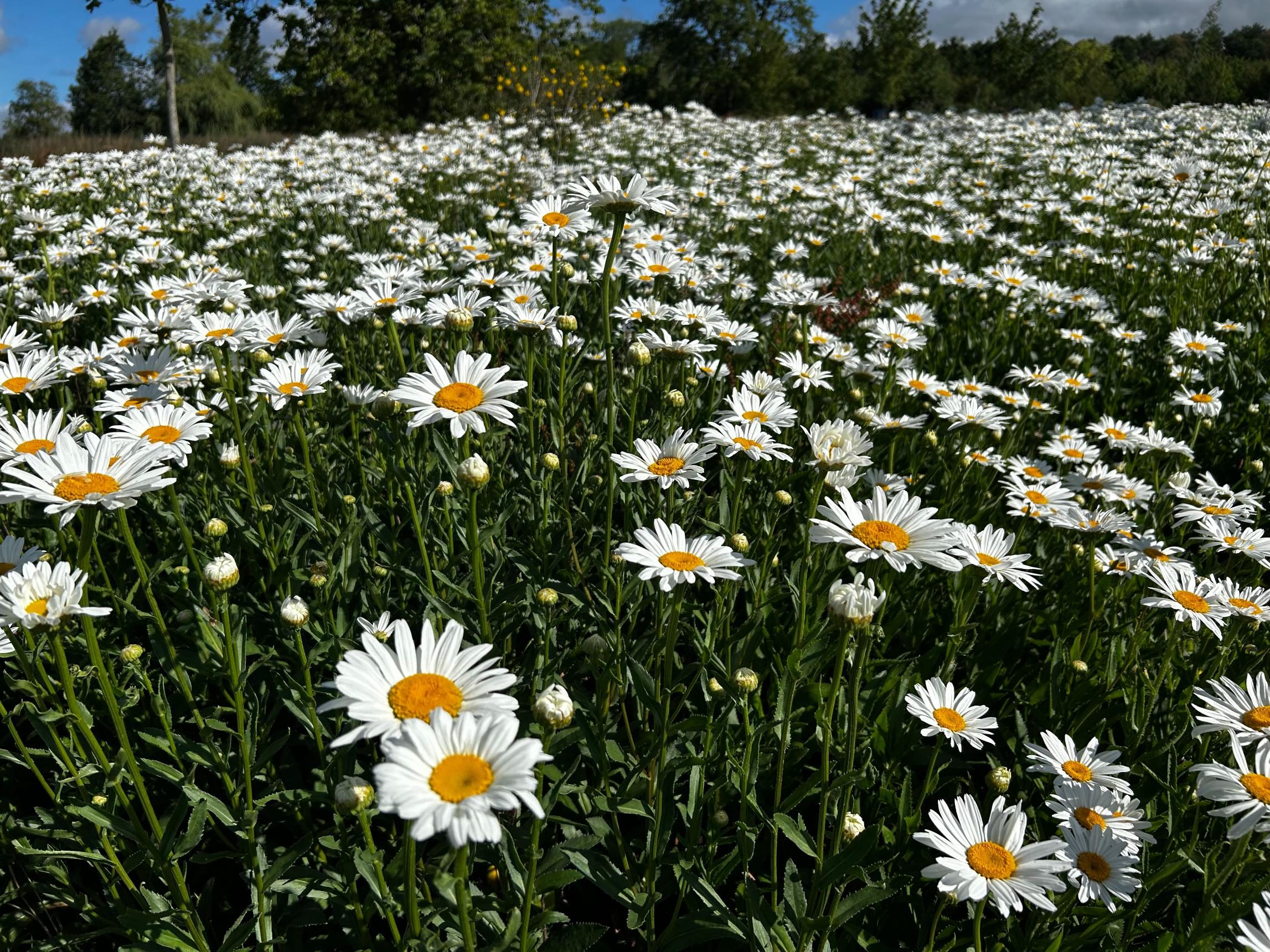 Wildflowers at Waddesdon Manor