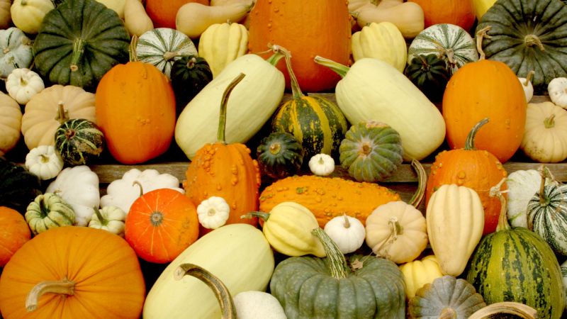 Pumpkins from Eythrope